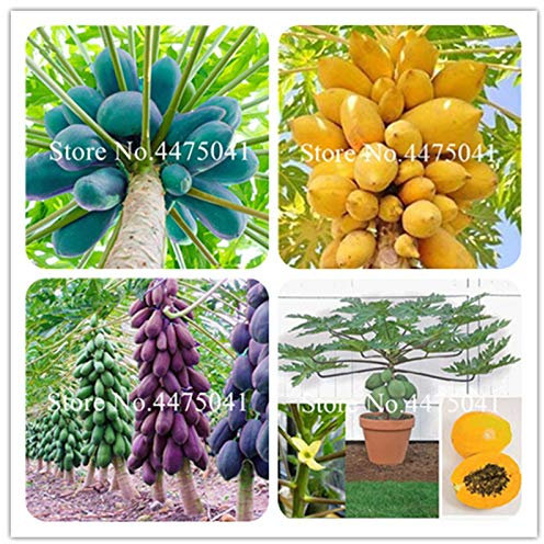 Générique frais 10 pcs graines de papaye graines pour la plantation de couleur mélangée 2