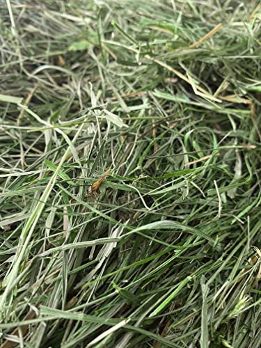 Heu á 15kg - frisch, weich & garantiert grün - für Meerschweinchen und Kaninchen - Heißluft getrocknet