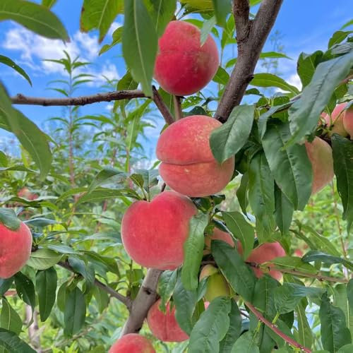 pfirsichbaum samen - säulenobstbäume säulenobst winterhart winterharte stauden mehrjährig winterharte pflanzen für garten bio saatgut bonsai baum zimmerpflanzen samen obstbäume 30pcs