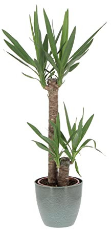 Kentis - Yucca - Tronchetto della Felicità - Piante Vere Grasse Succulente da Interni - Pianta Ornamentale da Appartamento - H 80-90 cm Vaso Ø 19 cm