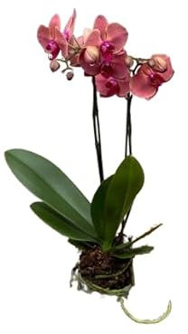 Orquídea Mariposa Natural Planta Tropical con Flores Fragantes