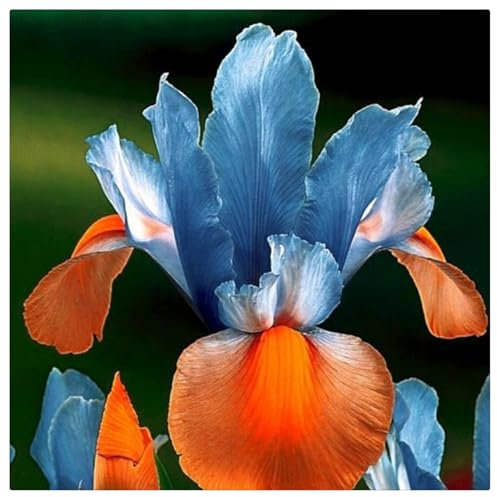 Iriszwiebeln,Gartenpflanzen,Mehrjährig Stauden,Winterhart Mehrjährig,Winterharte,Schwertlilien Kaufen,SchmetterlingsföRmige,Schwertlilien Winterhart Knolle-8zwiebeln-G