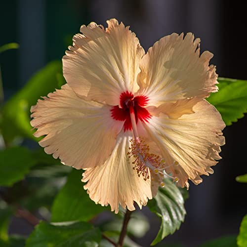 Gelb Malve Samen Malve Pflanze MehrjäHrig Winterhart Malven Saatgut Blumensamen Gastgeschenk Balkonblumen Winterharte Pflanzen FüR Garten Wildblumensamen Blumenwiese Geschenk 200 Seeds