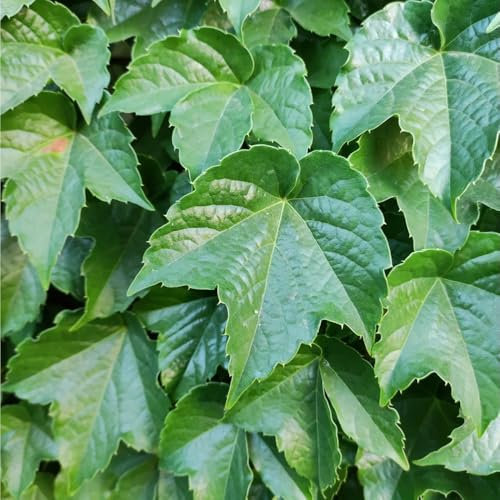 250 pcs Wilder Wein Winterhart Schnellwachsend Samen, luftreinigende zimmerpflanzen Parthenocissus tricuspidata Samen, gartenpflanzen winterhart geschenke garten winterharte pflanzen