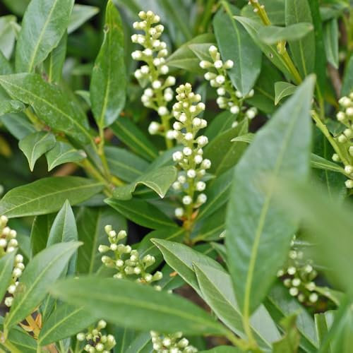 Prunus laurocerasus 'Otto Luyken' Hardy Evergreen Cherry Laurel Glossy Dark Green Leaves White Flowers 1X 15 Litre Pot by Thompson and Morgan