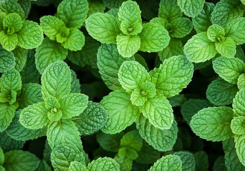 Menta Glaciale Rotondifolia per Cucina e Cocktail super rinfrescante pianta perenne 500 Semi