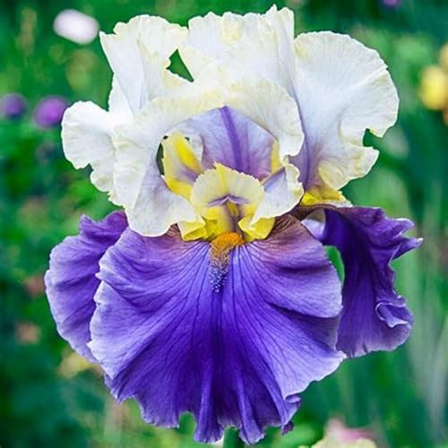 Iris Bulbs-Iris Plant Iris Bulbs for Planting Now UK,Plant Bulbs,Wedding Flowers,Hardy Perennial,Garden Flowers-4bulbs-d