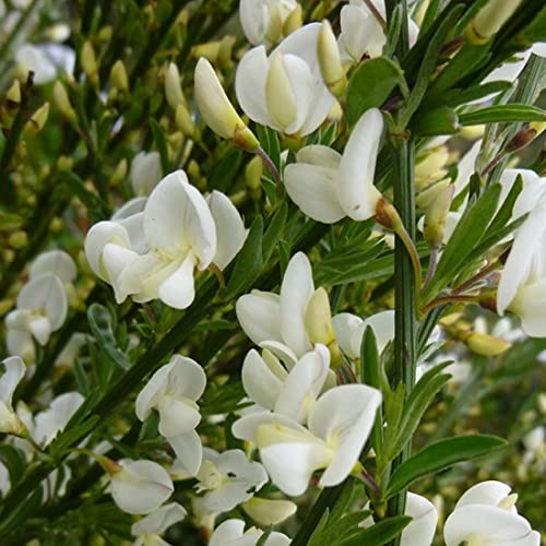 3 x Cytisus Praecox 'Albus'- Weißer Elfenbein-Ginster 'Albus' 40-60 cm im Container - Cytisus 'Burkwoodii'