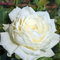 Kletterrose Alaska ® / Future ® im großen 7,5 ltr Topf
