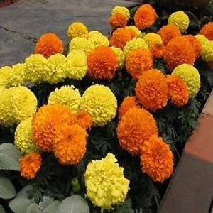 Semigold Fiore Arancione (Tagetes Erecta Alto Sierra) más de 50 semillas; solo semillas