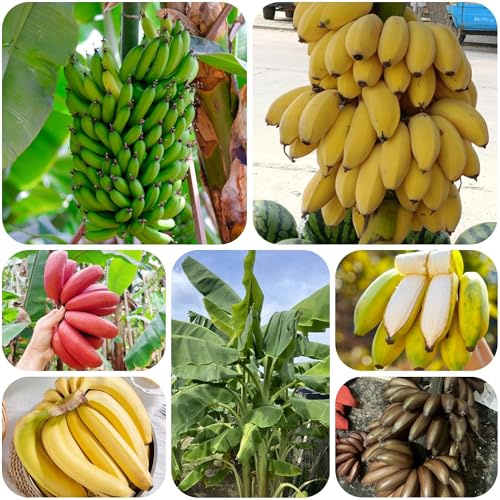 semi di banana - rampicanti decorative giardino resistenti 250pcs