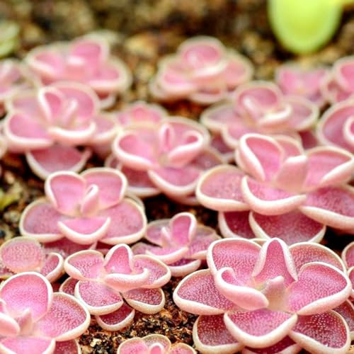 fettkraut pflanztöpfe blumensaat fleischfressende zimmerbonsai bonsai blumenwiesensaat dachbegrünung wildkräuter blumendeko büropflanzen kräuterpflanzen kräutergarten indoor 100samen