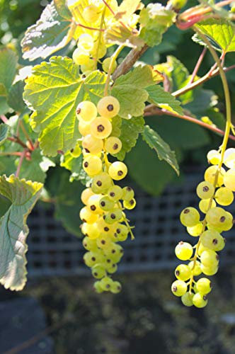 Groseillier à Grappes Versaillaise Blanche C 5 Litres