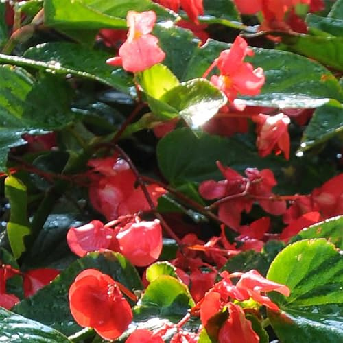 Dragon Wing Red Begonia Pelleted ~25 Seeds – Begonia x hybrida – Non-GMO Hybrid Annual – 119–133 Days to Maturity – Shade-Loving Scarlet Blooms – Indoor & Outdoor Flower – Deer Resistant – Zones 3–10