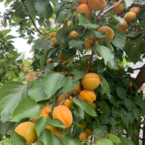 Semillas de albaricoque, Prunus armeniaca, frutales de balcón Comprar semillas de albaricoquero, exóticas huerta 15pcs