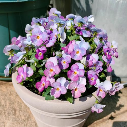 stiefmütterchen winterhart - garten deko hochbeete bodendecker 500samen