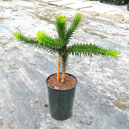 Araucaria araucana Chilenische Schmucktanne 0,5l verzweigt
