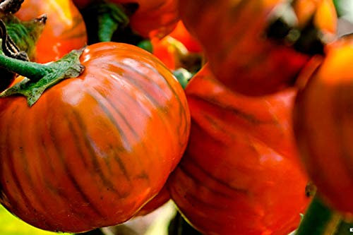 Portal Cool 20 Semi 2,80: Semi della melanzana semi rossi Melanzana rotonda di produzione Nel 2018