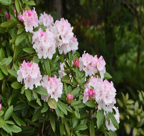 100 graines de fleurs de rhododendron