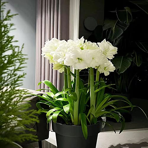 bulbo de amarilis perennes resistentes balcón jardín regalos 2pcs