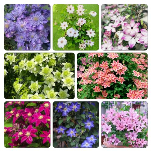 bulbos de clemátide - Decoraciones de jardín exteriores balcón resistentes pleno sol jardín Cubresuelos resistentes bulbo 3pcs