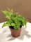 Pianta Adiantum 'Bronze Venus' (Felce), Vaso 12cm