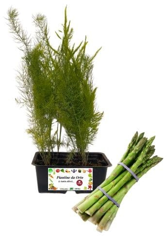 P. Piantine da Orto | Asparago, Kit da 4 piantine, Pianta Pronta per il Trapianto, Pianta Vera da Orto, da Balcone, e da Esterno, Vivaio Italiano