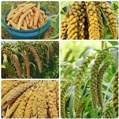 semillas de mijo, exóticas resistentes Setaria italica, pastos ornamentales anuales, semillas de silvestres de jardín 400pcs