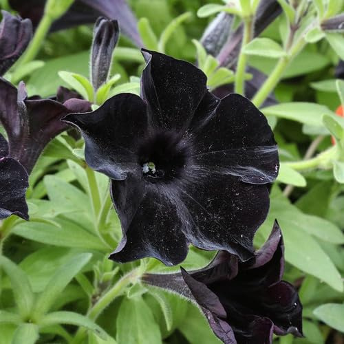 100 semillas de petunia negras