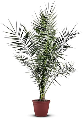 Tropictrees Phönix canariensis | Höhe 100cm | Dattelpalme winterhart & kältebeständig | Phönixpalme | Outdoor Grünpflanze | Kanarische Dattelpalme | Outdoor Palme