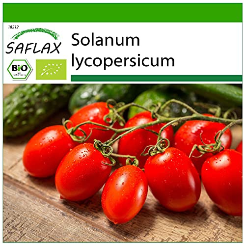 SAFLAX - Ekologiskt - Tomat - Roma - 15 Frön - Med pottsubstrat för bättre odling - Solanum lycopersicum