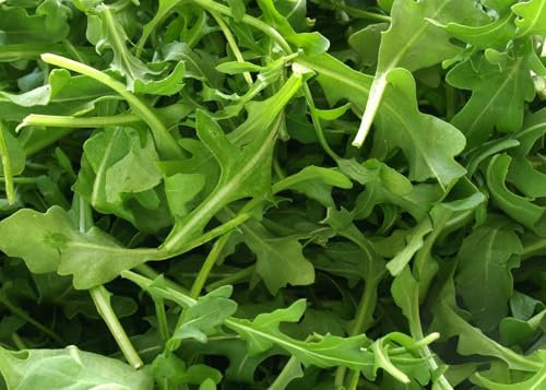 JustSeed - Wild Rocket - 1750 Seeds - Economy Size