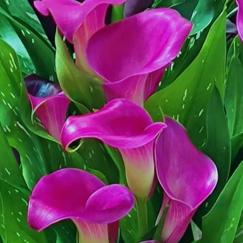 Zantedeschia aethiopica calas bulbos bulbos calas bulbos calas colores-4bulbos-E