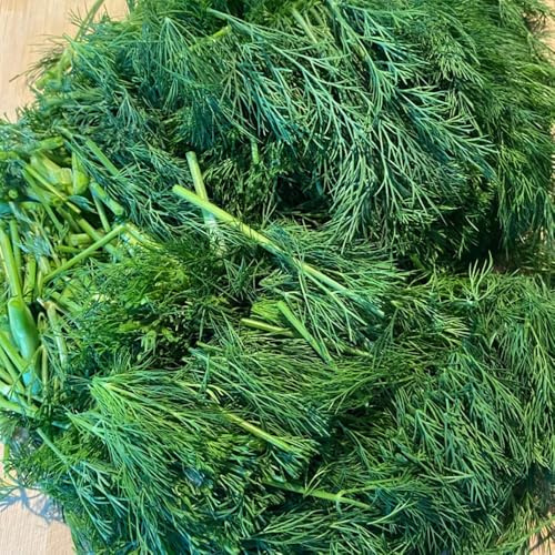 semi di aneto biologici, giardino sul balcone di aneto perenni resistenti di invernali, 100pcs