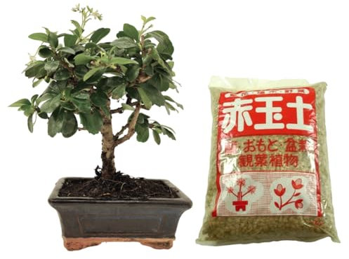 Verdecora Bonsái Carmona 5 años | En maceta de cerámica 15x10x5cm + Akadama 2L | Carmona microphylla | Planta Natural de Interior | Follaje Compacto y Flores Pequeñas | Ideal para Decoración Zen