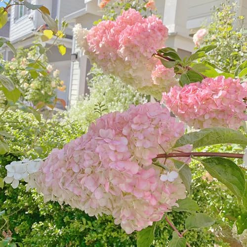 hortensia paniculada, balcón interior jardín exóticas 8semillas