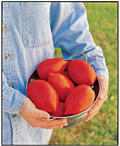 Premier Seeds Direct - Tomato - Big Mama F1-10 Finest Seeds