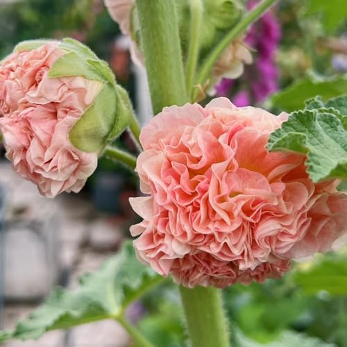 malvas, malva real - de primavera, resistentes en semillas de malva real interior raras ornamentales semillas 950semillas