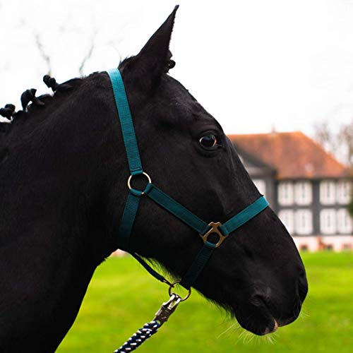 Halter for Horses Warmblood, Thoroughbred, Cold Blood - Stable Halter, Pasture Halter, 2 Adjustable Positions on Chin Strap and Headpiece, Safe and Tear-Resistant (Dark Green, Mini Shetty)