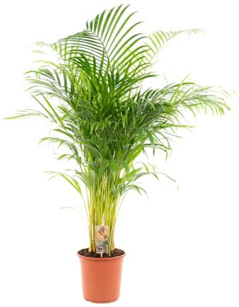 Trendyplants - Areca palm - Palmier doré - Plante d'intérieur - Hauteur 120-140 cm - Taille du pot Ø24cm