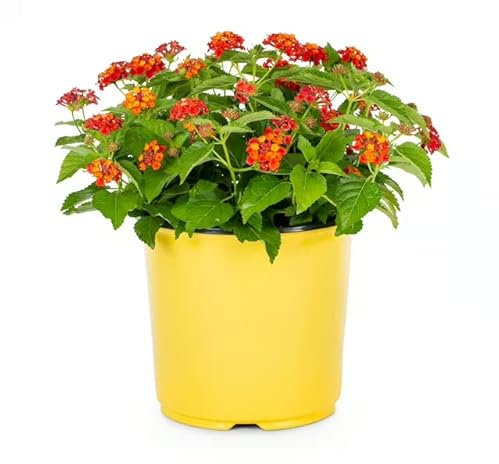 Lantana Camara Natural Una Planta Resistente y Colorida para Embellecer Tu Hogar
