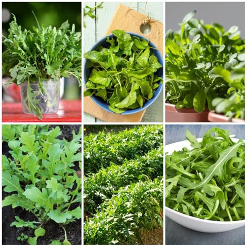 rucola samen winterhart - rucola pflanzen frisch samen, gartenkräuter samen, exotische zimmerpflanzen rucolasamen bio mehrjährig, gemüse bio saatgut, grünpflanzen zimmerpflanzen 200pcs