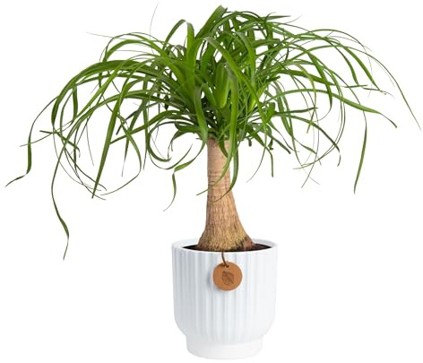 Costa Farms Ponytail Palm Live Plant in Decorative Pot, Easy to Maintain Indoor Houseplant, Perfect for Home, Room, or Office Decor, Great House Warming or Birthday Gift, 12-22 Inches Tall