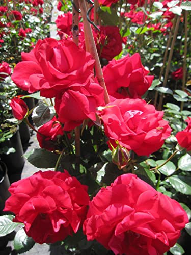 Rosa The Princes Trust® syn. Baikal® - Kletterrose - karminrot - Duft+ - Harkness-Rose