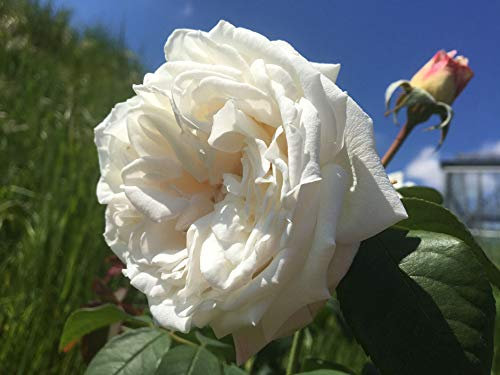 SO Crazy in Love - 5.5lt Potted Shrub or Climbing Garden Rose - Highly Fragrant Large White Blooms, Repeat Flowering, Superb Health & Performance