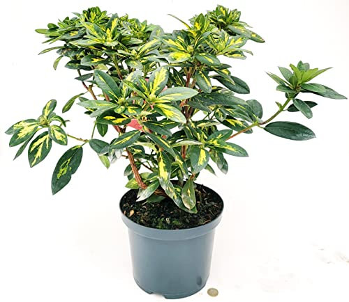 POWERS TO FLOWERS - RODODENDRO VARIEGATO PRESIDENT ROOSERVEL, RHODODENDRON, IN VASO 22 CM DIAMETRO, pianta vera