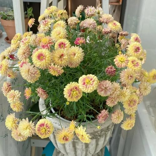 semillas de margaritas - margaritas - los amantes de las jardín en el balcón pradera exóticas perenne Cobertura vegetal macizos, perenne 450semillas