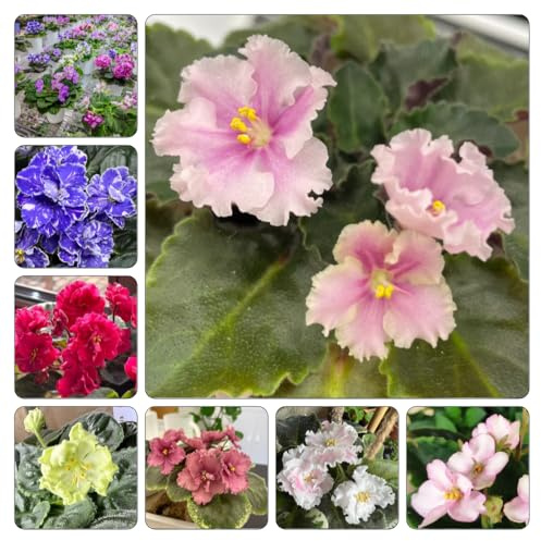 usambaraveilchen - blumenbeet balkon topfpflanzen echt wildblumensamen kräutersamen blumensaat frühlingsblumen balkonpflanzen frühling zimmerbonsai blumensamen bodendecker 700samen