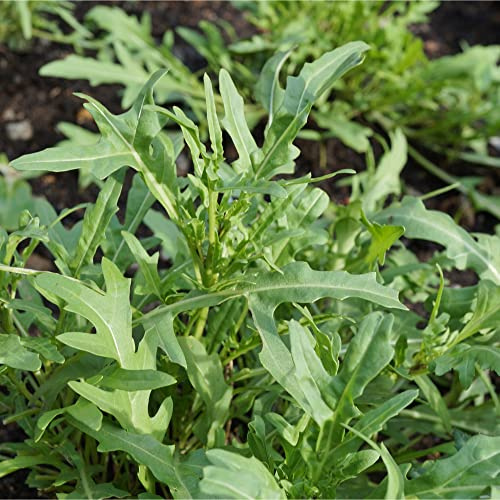 Spicy Greens Variety Pack 8000+ Seeds (Mustard Greens, Mizuna, Arugula, Kale, Wild Arugula, Collard, Endive)