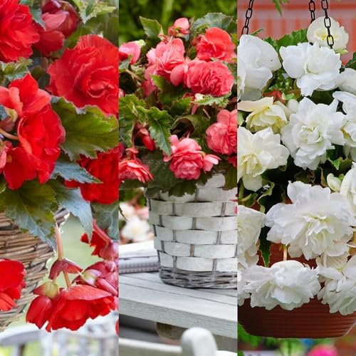Carbeth Plants - 5 x Trailing Begonia Pendula Mixed Tubers - Summer Bulbs - Hanging Begonia Flowers - Planting in Garden Hanging Baskets, Pots, Containers